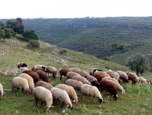 Ancient Israel livestock